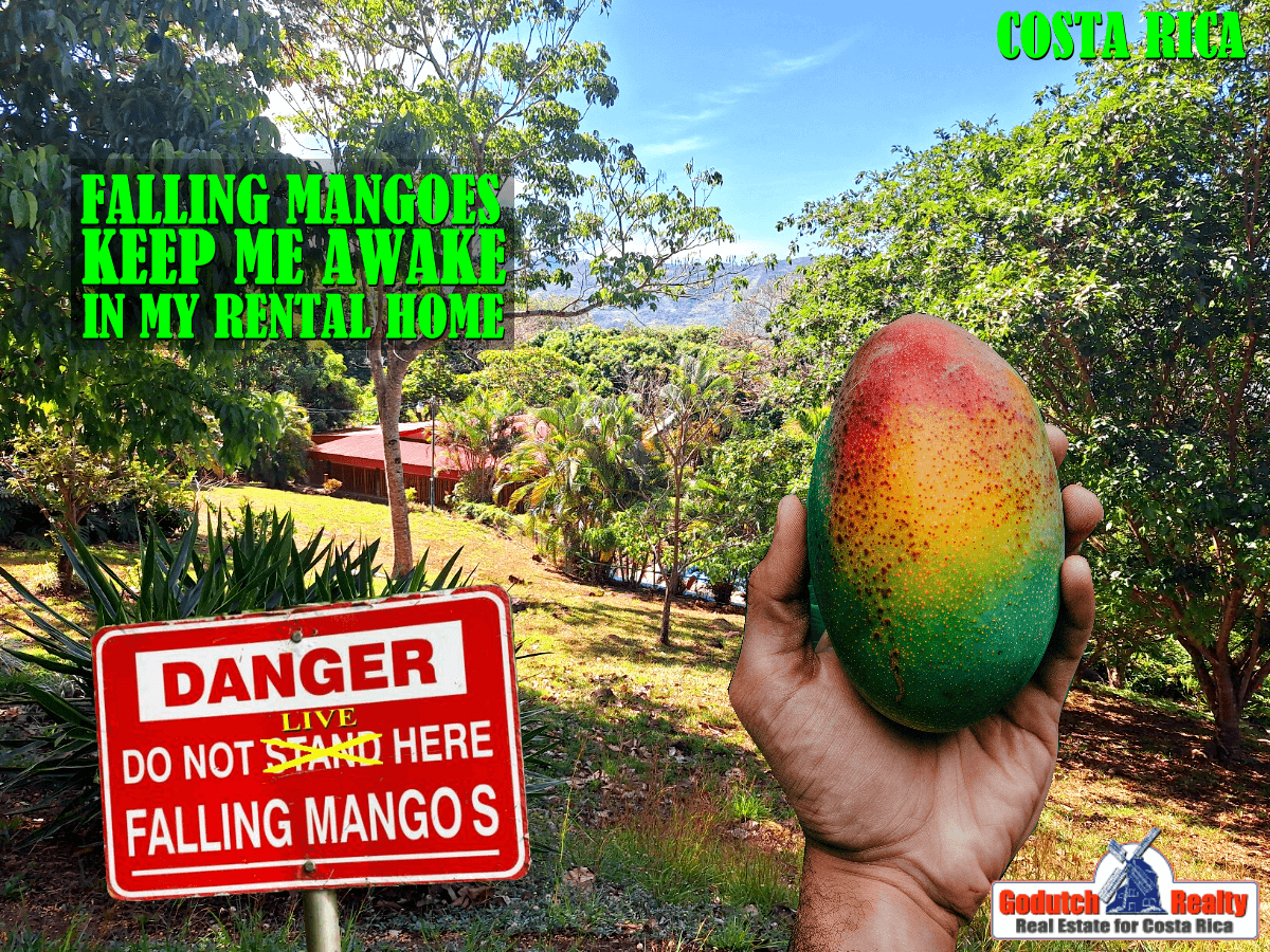 The Mangoes at my Atenas Rental Home keep me awake