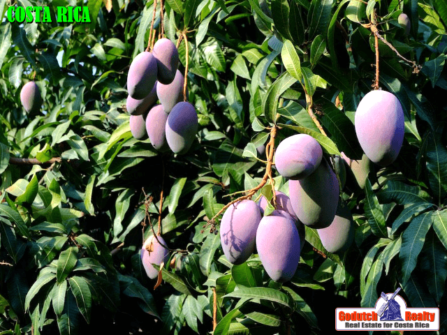 These big mangoes will give you bang for your buck (on your roof)