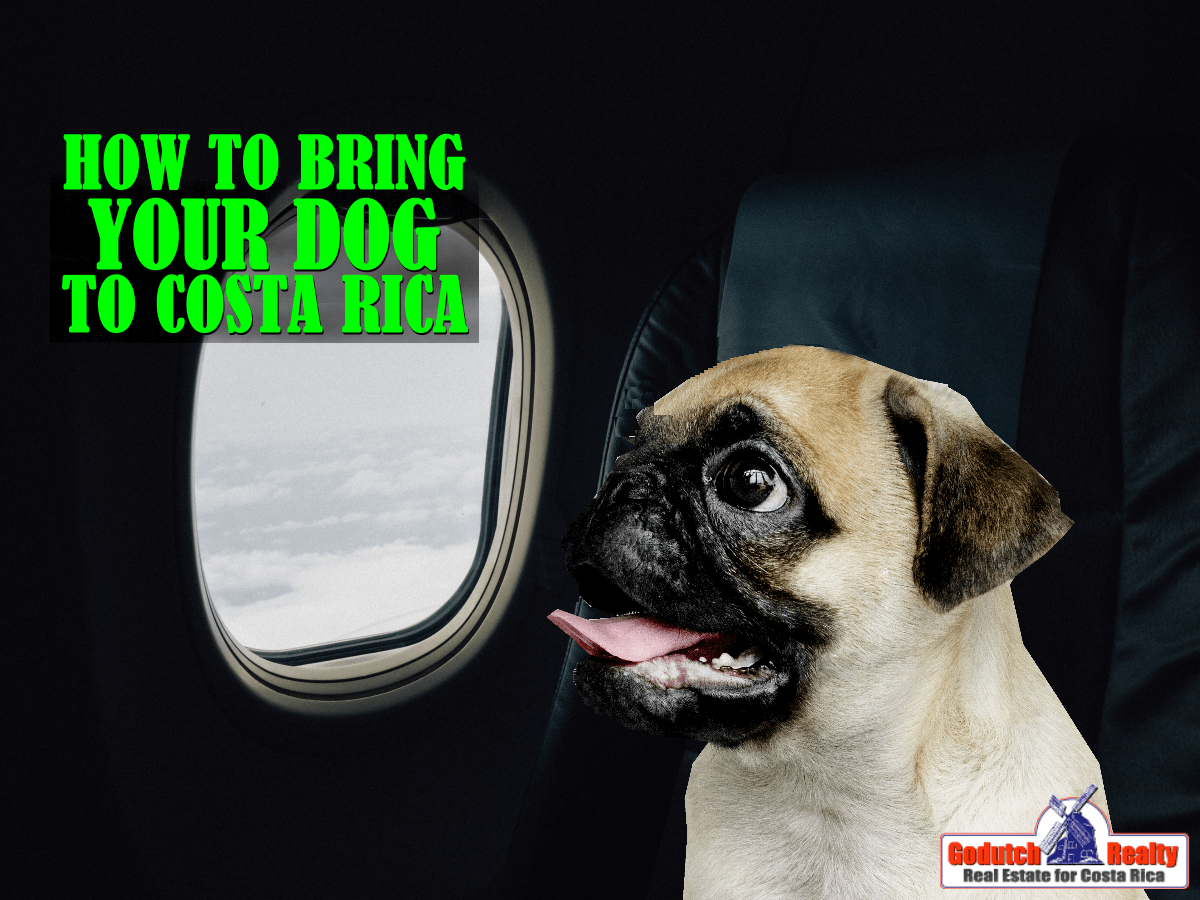How to bring your dog when moving to Costa Rica