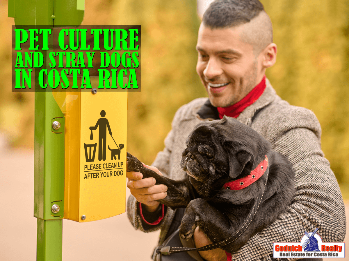 Pet culture and stray dogs in Costa Rica