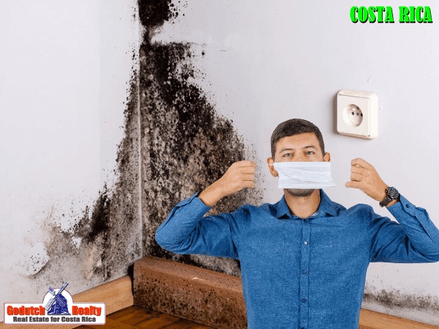 When exposed to household mold, you might get sick sooner than you think Can household mold in Costa Rica affect your health?