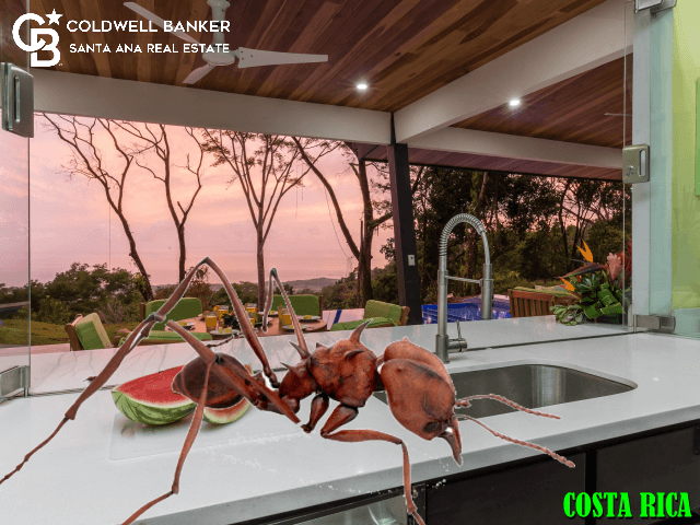 Ants: They’ll find that one crumb you missed. If you are scared of bugs in Costa Rica do not move here